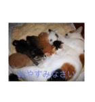 三毛猫にゃにゃちゃん（個別スタンプ：3）