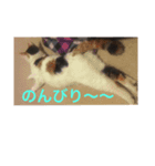 三毛猫にゃにゃちゃん（個別スタンプ：5）