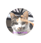 三毛猫にゃにゃちゃん（個別スタンプ：6）