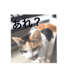 三毛猫にゃにゃちゃん（個別スタンプ：7）