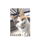 三毛猫にゃにゃちゃん（個別スタンプ：8）
