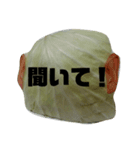 明日食べるキャベツ（個別スタンプ：7）