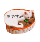 はじめまして、ぶんさん（個別スタンプ：7）