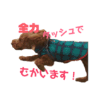 我が家の小太郎くん（個別スタンプ：1）