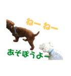 我が家の小太郎くん（個別スタンプ：2）