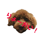 我が家の小太郎くん（個別スタンプ：3）