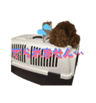 我が家の小太郎くん（個別スタンプ：8）