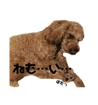 我が家の小太郎くん（個別スタンプ：9）