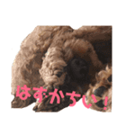 我が家の小太郎くん（個別スタンプ：10）