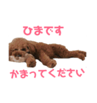 我が家の小太郎くん（個別スタンプ：12）