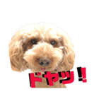 我が家の小太郎くん（個別スタンプ：13）