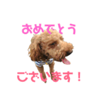我が家の小太郎くん（個別スタンプ：14）