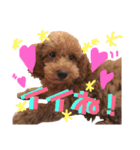 我が家の小太郎くん（個別スタンプ：16）