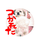 大林ミック（個別スタンプ：5）