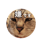 わたしエリマキです(その2)（個別スタンプ：2）