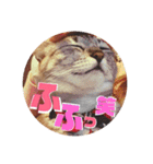 わたしエリマキです(その2)（個別スタンプ：6）