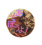 わたしエリマキです(その2)（個別スタンプ：7）