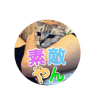 わたしエリマキです(その2)（個別スタンプ：8）