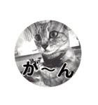 わたしエリマキです(その2)（個別スタンプ：10）