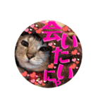 わたしエリマキです(その2)（個別スタンプ：11）