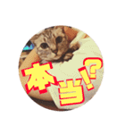 わたしエリマキです(その2)（個別スタンプ：12）