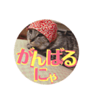 わたしエリマキです(その2)（個別スタンプ：13）