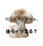 新ナナコ（個別スタンプ：13）