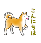 茶犬たち2（個別スタンプ：3）