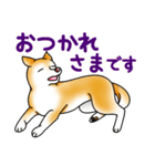 茶犬たち2（個別スタンプ：4）