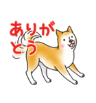 茶犬たち2（個別スタンプ：5）