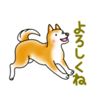 茶犬たち2（個別スタンプ：7）