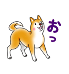 茶犬たち2（個別スタンプ：12）