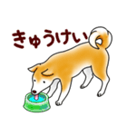 茶犬たち2（個別スタンプ：31）