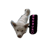 dog or LIFE（個別スタンプ：4）