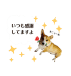 コーギー＆ホワイトシェパード編その2（個別スタンプ：5）