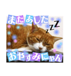 猫たちのご挨拶にゃんVol.1（個別スタンプ：1）