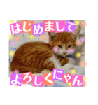 猫たちのご挨拶にゃんVol.1（個別スタンプ：2）