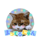 猫たちのご挨拶にゃんVol.1（個別スタンプ：5）