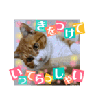 猫たちのご挨拶にゃんVol.1（個別スタンプ：6）