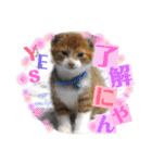 猫たちのご挨拶にゃんVol.1（個別スタンプ：8）