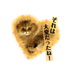 猫たちのご挨拶にゃんVol.1（個別スタンプ：23）