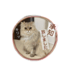 猫たちのご挨拶にゃんVol.1（個別スタンプ：29）