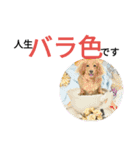 ダックスフンド あめ子 敬語編（個別スタンプ：3）