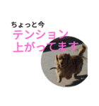 ダックスフンド あめ子 敬語編（個別スタンプ：7）