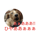 ダックスフンド あめ子 敬語編（個別スタンプ：10）