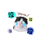 きなくろ仲良し兄弟（個別スタンプ：15）