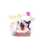 きなくろ仲良し兄弟（個別スタンプ：24）