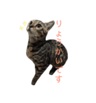 ゆず、すい、こはく（個別スタンプ：1）
