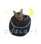 ゆず、すい、こはく（個別スタンプ：2）