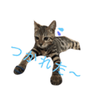 ゆず、すい、こはく（個別スタンプ：4）